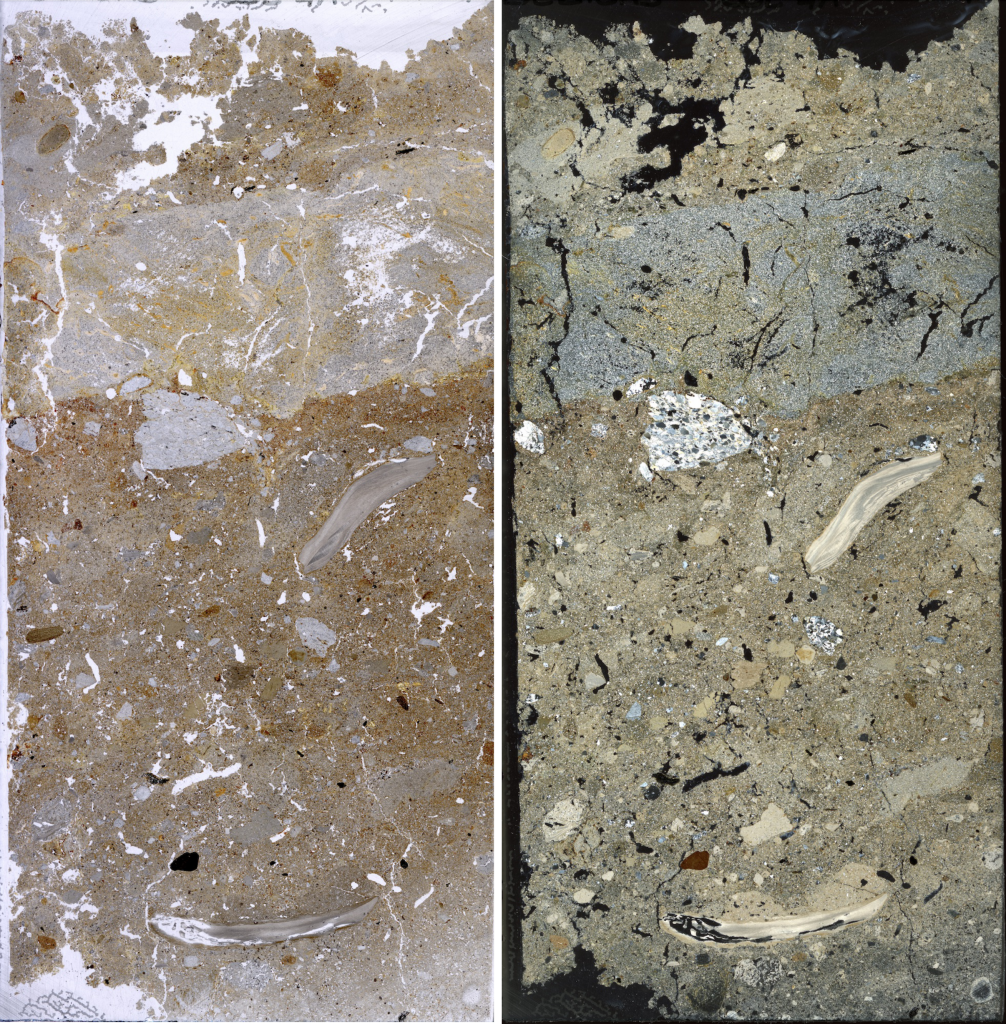 PPL and XPL scans of mammoth slides