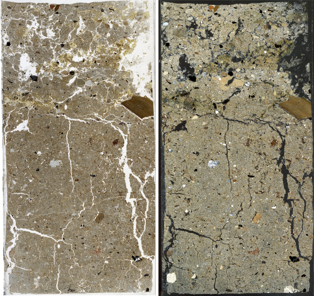 PPL and XPL scan of mammoth thin section