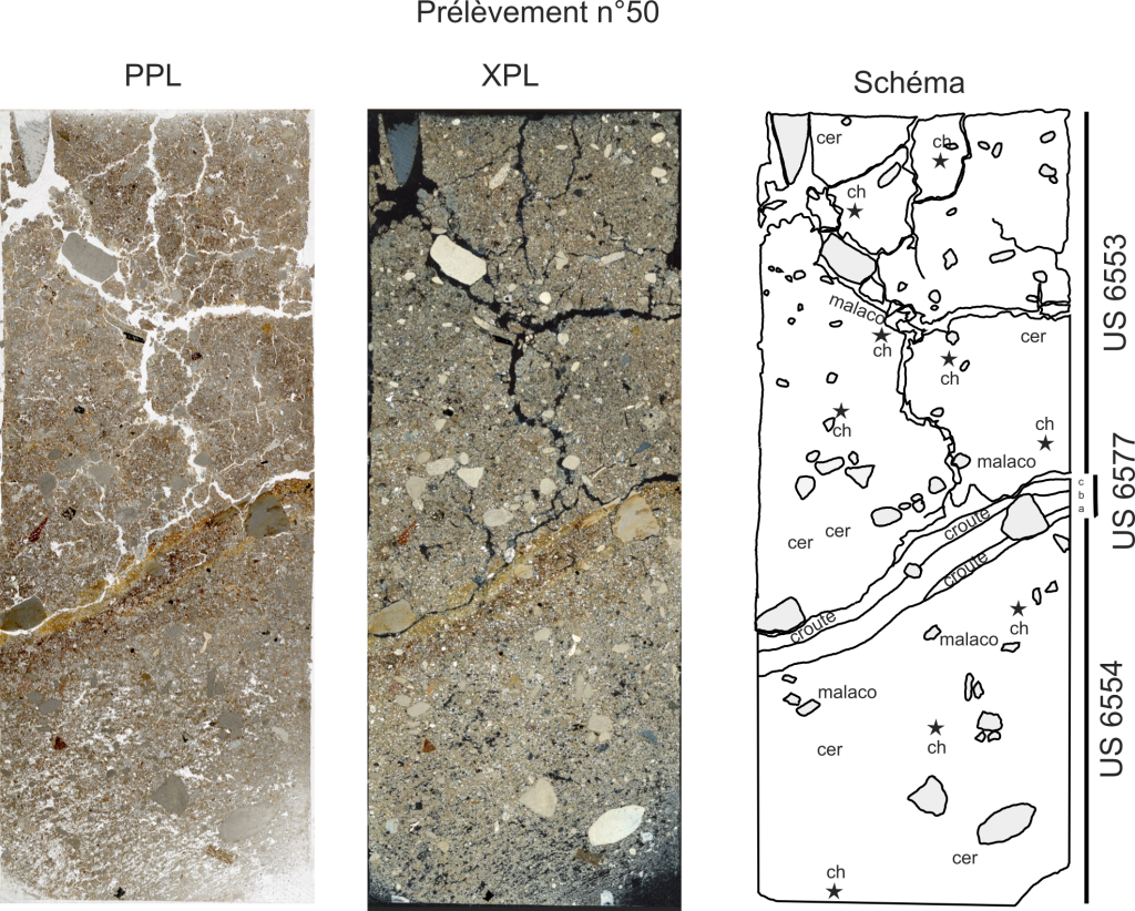 PPL and XPL scans of thin section n°50, and schematic profile drawing