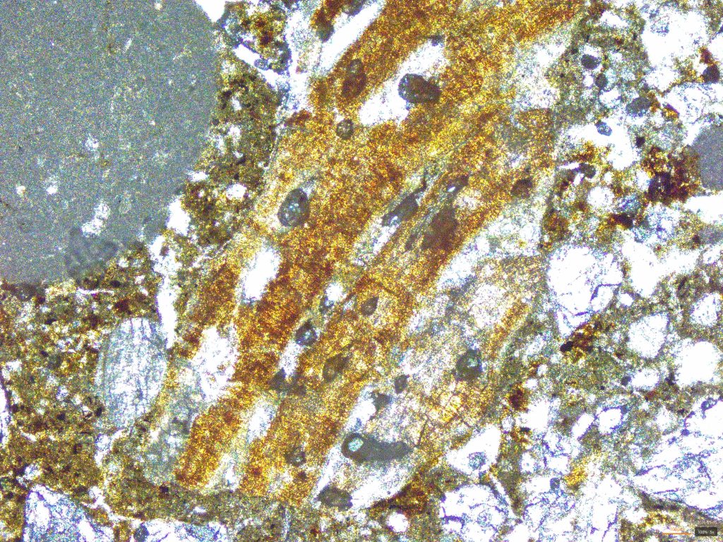 Fragment of shell, maybe some cardium or scallop? (PPL)